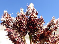 Carex paysonis