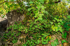 Quercus runcinatifolia