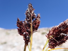 Carex paysonis