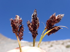 Carex paysonis