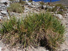 Carex paysonis