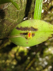 Lepanthes