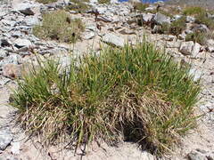 Carex paysonis
