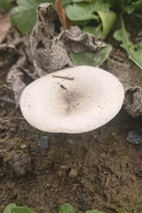 Lactarius glyciosmus