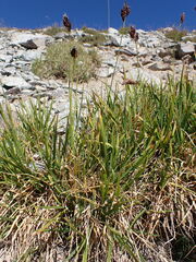 Carex paysonis