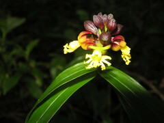 Epidendrum pentadactylum