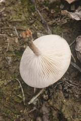 Lactarius glyciosmus