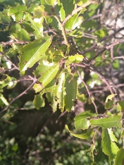 Ziziphus mucronata
