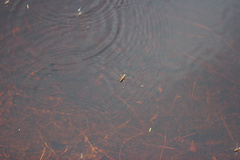 Limnoporus rufoscutellatus