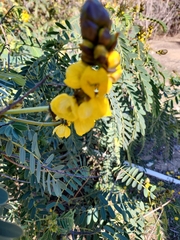 Senna didymobotrya