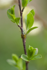 Chrysomela vigintipunctata