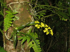 Oncidium cheirophorum