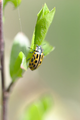 Chrysomela vigintipunctata