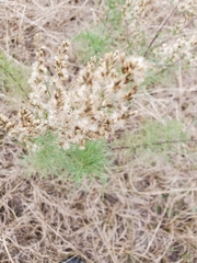 Eupatorium compositifolium