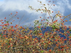 Rosa canina