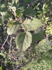 Celtis africana