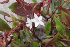 Oxygonum fruticosum