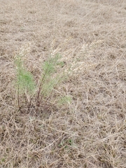 Eupatorium compositifolium