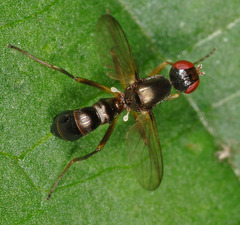 Nemopoda nitidula