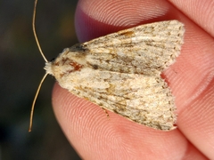 Xylenini