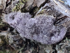 Nectriopsis violacea