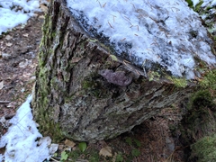 Nectriopsis violacea