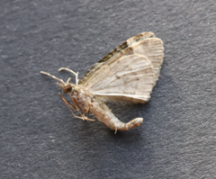 Chloroclysta siterata