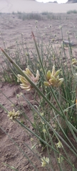 Cyperus laevigatus image