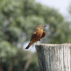 Hirundinea ferruginea