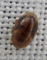 Rhyzobius chrysomeloides