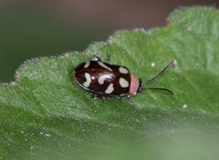 Oedionychina