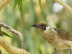 Philemon citreogularis