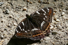 Limenitis populi