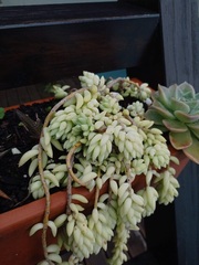 Sedum morganianum
