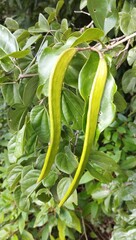Bignonieae