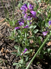 Penstemon rydbergii