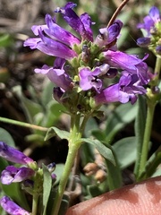 Penstemon rydbergii