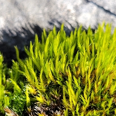 Campylopus introflexus