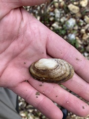 Uniomerus tetralasmus