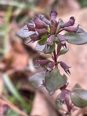 Clinopodium carolinianum