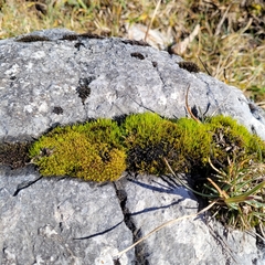 Campylopus introflexus