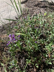 Penstemon rydbergii