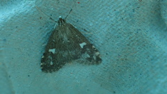 Udea olivalis