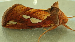 Plusia putnami