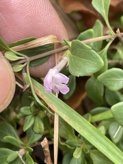 Clinopodium carolinianum