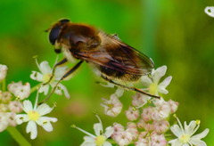 Cheilosia illustrata