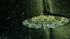 Eupithecia pulchellata