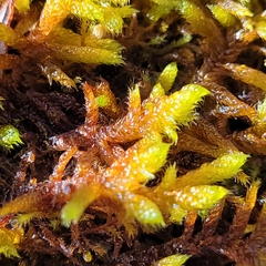 Hypnum cupressiforme lacunosum