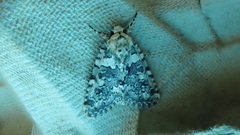 Bryophila domestica