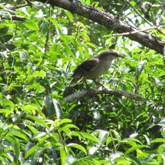 Mimus saturninus